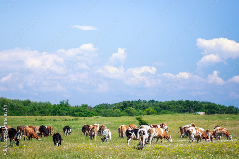Cows on pasture