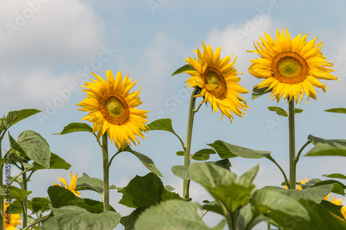 three sunflowers against blue sky