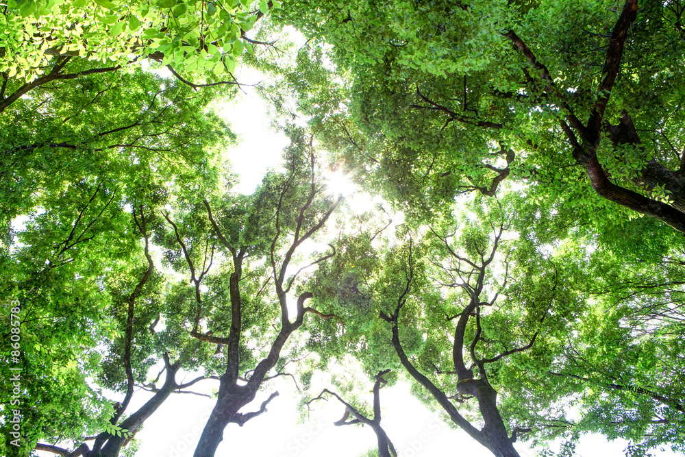 木々の緑 木々の緑