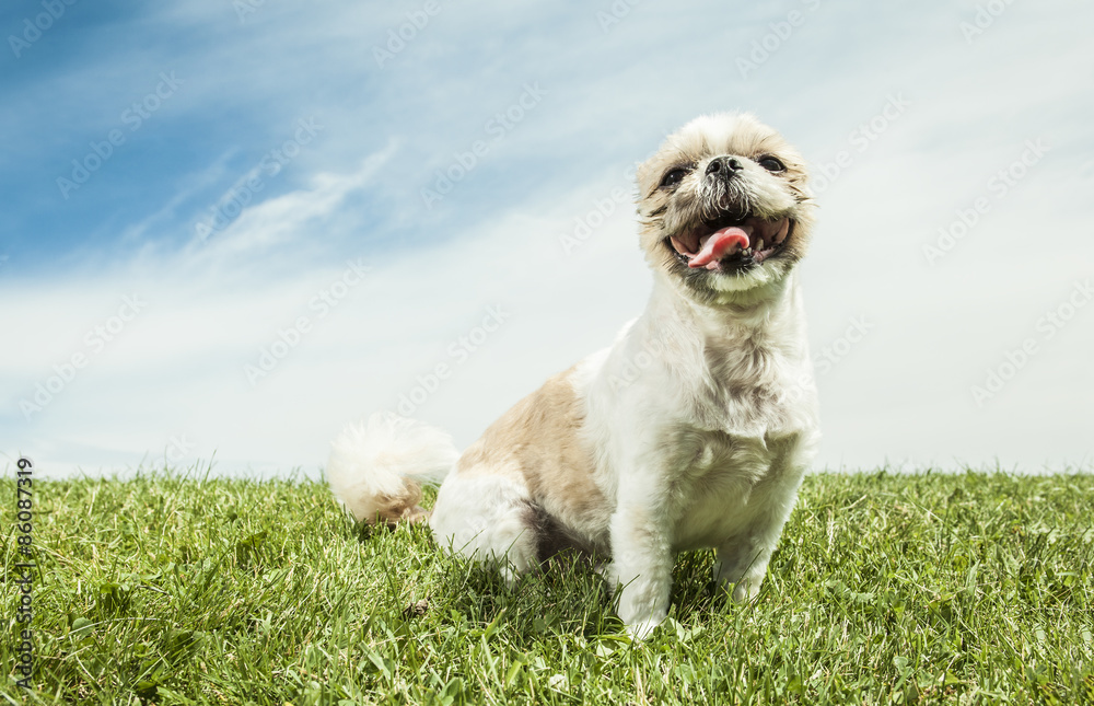 Lhasa Apso Dog over a white background