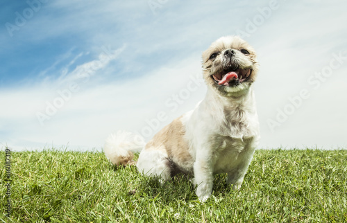 Lhasa Apso Dog over a white background photo