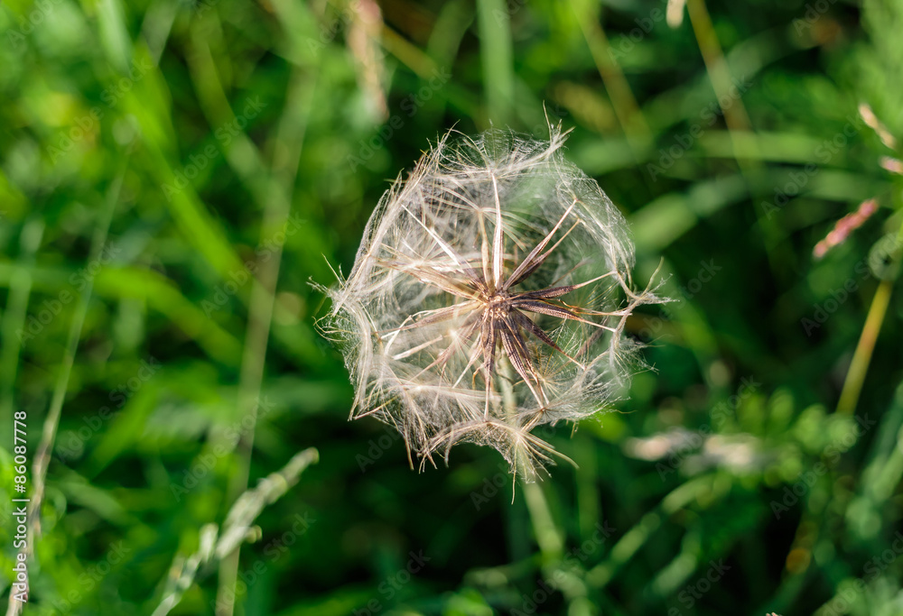 closeup view of old dried dandelion against dark green grass background closeup view of old dried dandelion against dark green grass background