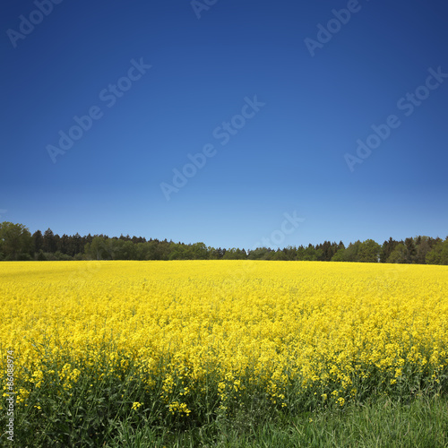 Rapsfeld im Sommer