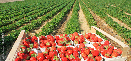Erdbeeren Plantage an einem sonnigen Tag