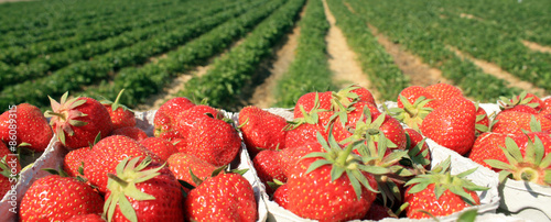 Erdbeeren Plantage an einem sonnigen Tag #86089315