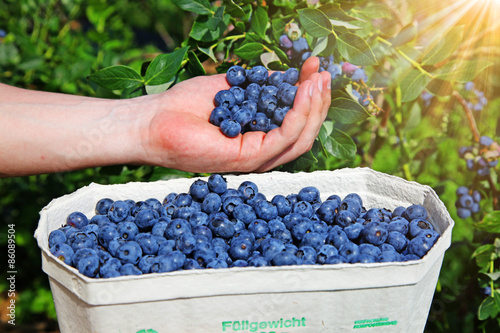 Reife und saftige Heidelbeeren