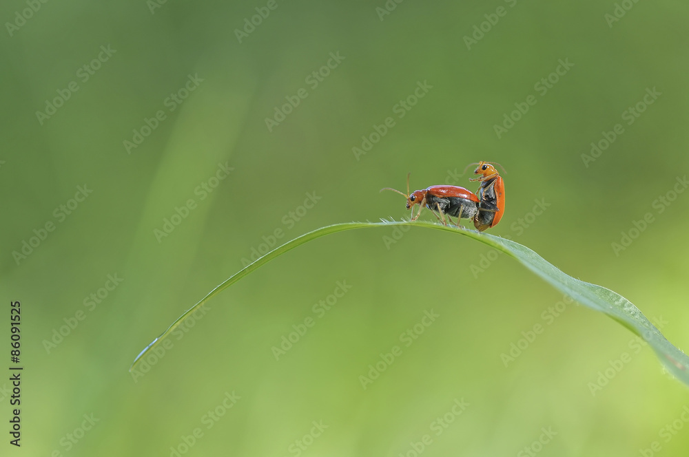 Fototapeta premium Mating Ladybugs