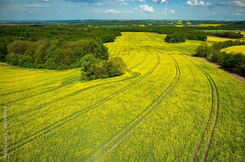 Obraz premium Colza field
