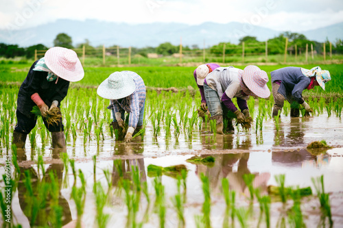 Asian farmers working on rice filed