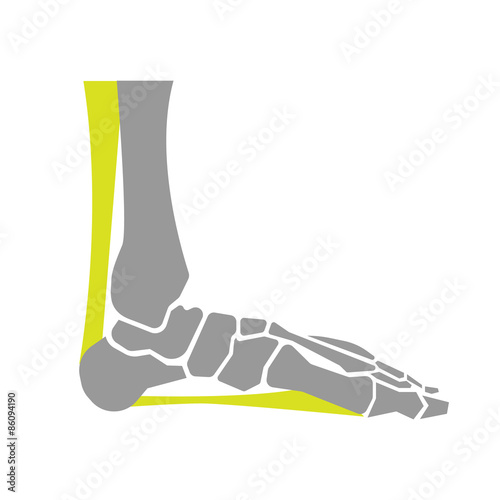 Flat Icon of Foot Bones on White Background