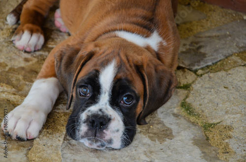 Look beautiful boxer puppy lying on the stone