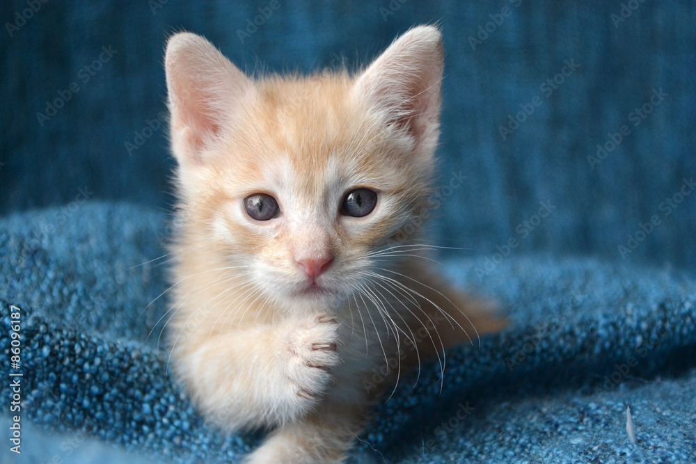 Cute orange tabby kitten with paw up, looking
