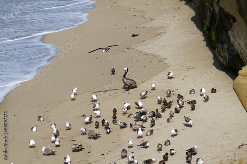 Pelican At A Coastal Site