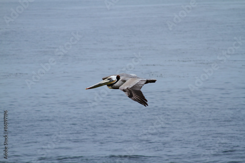 Pelican At A Coastal Site