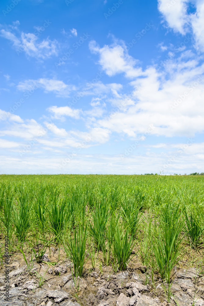 Rice Sprout in Rice field.Rice seedlings green background