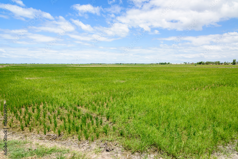 Rice Sprout in Rice field.Rice seedlings green background Rice Sprout in Rice field.Rice seedlings green background