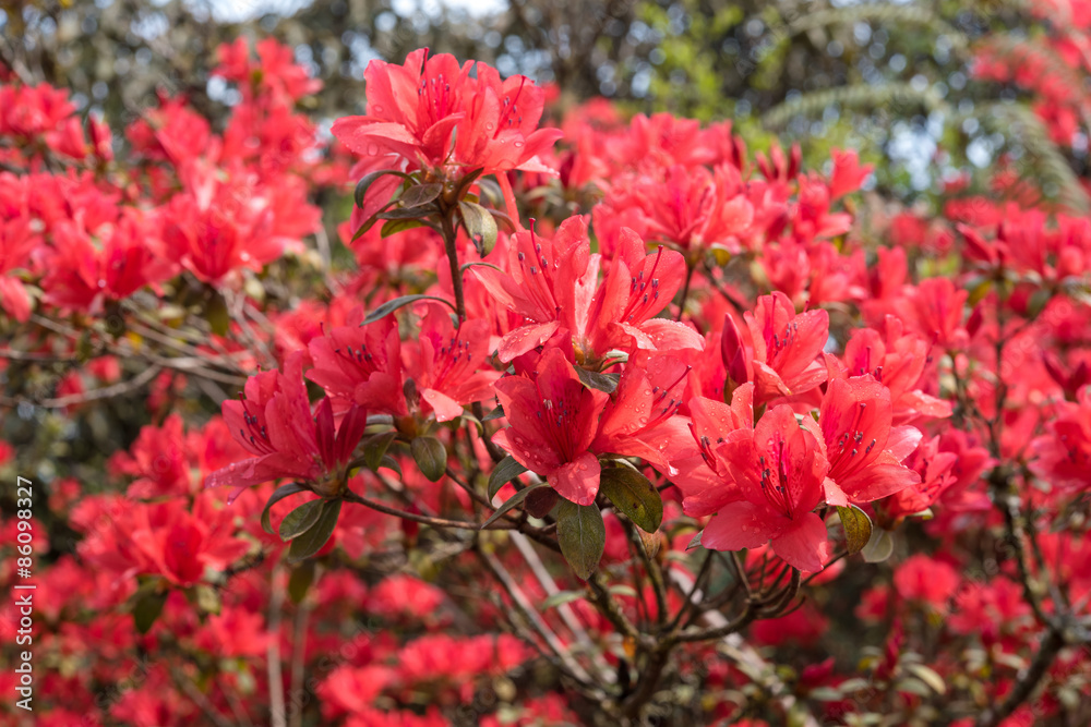 red rhododendron blossom, Azalea