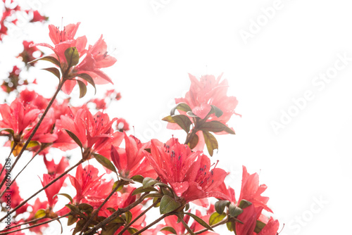 red rhododendron blossom, Azalea