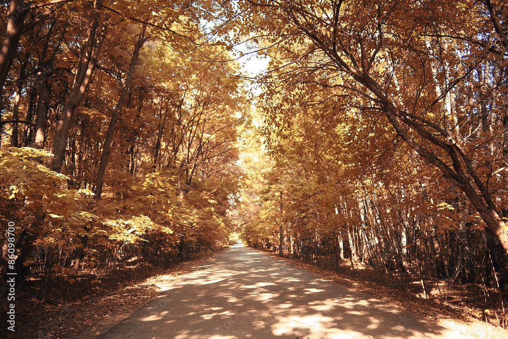 autumn park landscape with trees with yellow foliage autumn park landscape with trees with yellow foliage