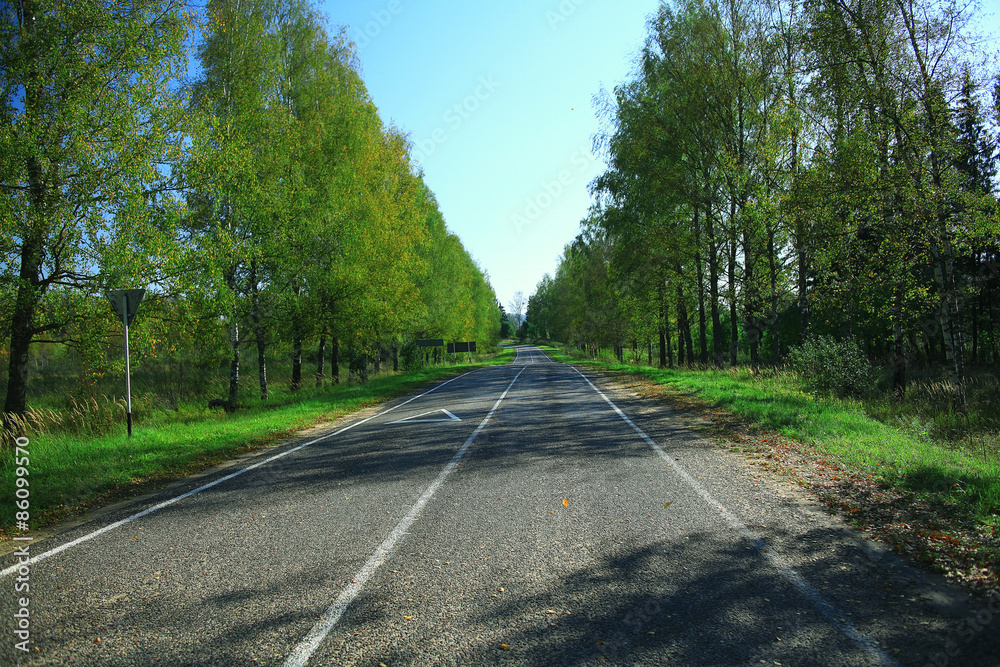 Fototapeta premium autumn park landscape with trees with yellow foliage