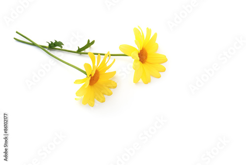 Wallpaper Mural Gold-Margerite Torontodigital.ca