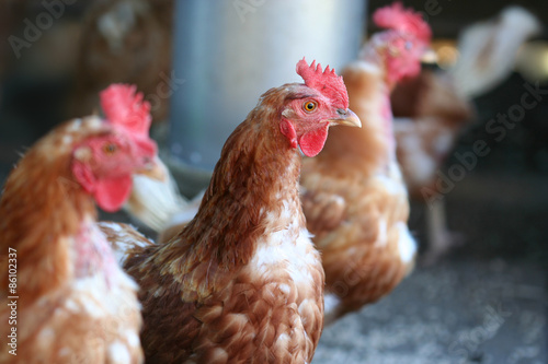 Row of 3 chickens with focus on middle chicken