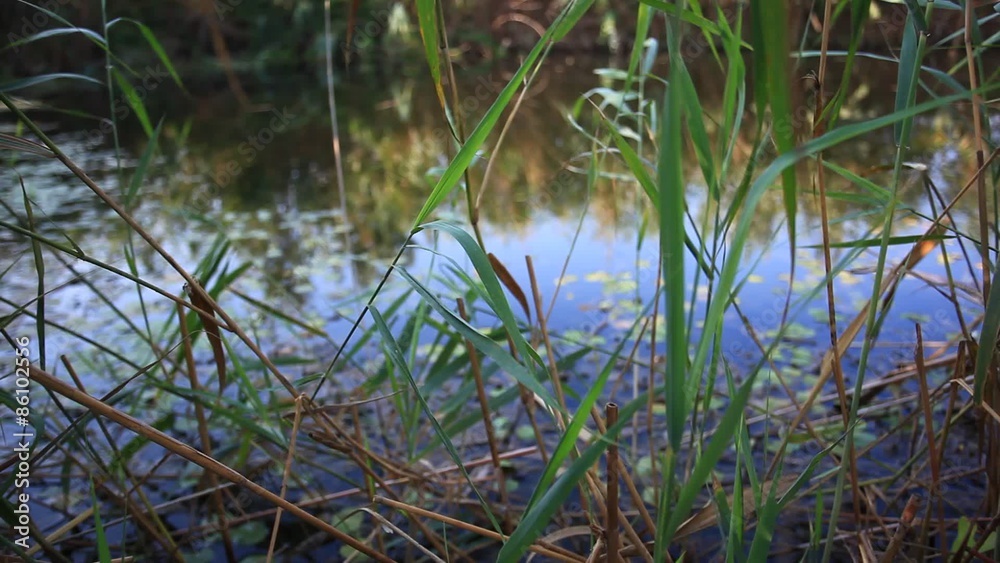 Swampy lake with mirror water level in mysterious forest Swampy lake with mirror water level in mysterious forest