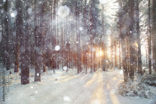 background winter forest sunny day © kichigin19