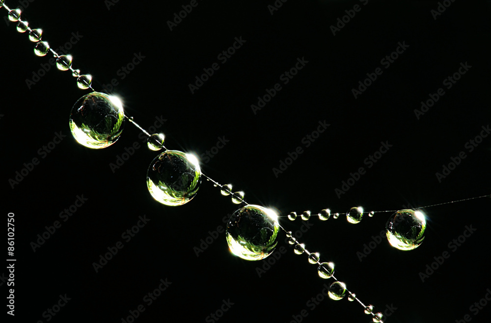 macro water drops on the web macro water drops on the web