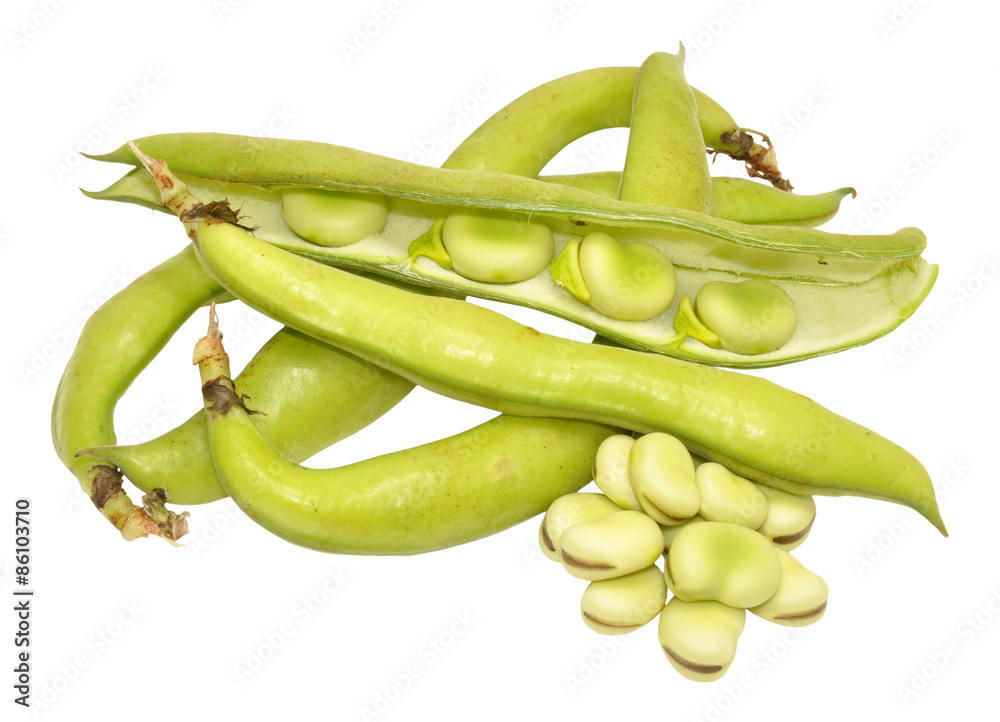 Raw Uncooked Fresh Broad Beans Raw Uncooked Fresh Broad Beans