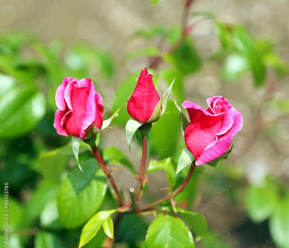 three roses in the garden in spring three roses in the garden in spring