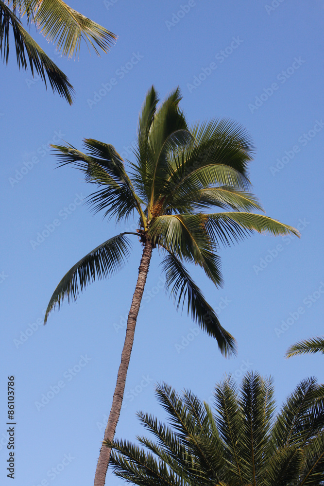 Palm tree scene on a perfect day, Hawaii, USA