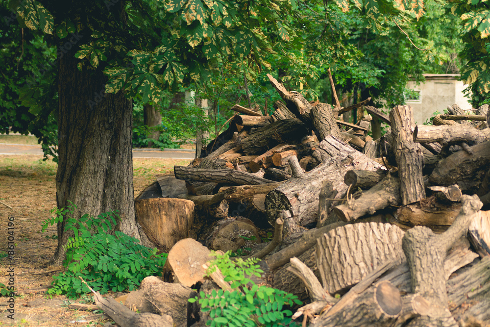 Cut branches, logs and stumps lying in the Park under a big gree Cut branches, logs and stumps lying in the Park under a big gree