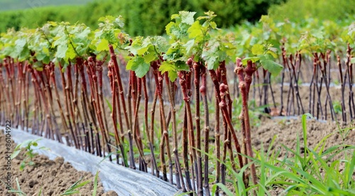 Jeune plant de vigne photo