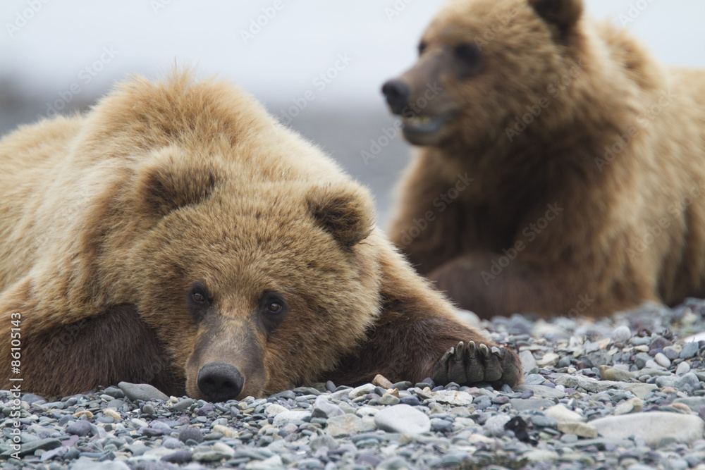 Obraz premium Portrait of wild brown bear in its habitat