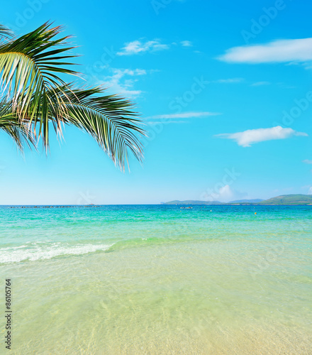 palm branch over a tropical beach