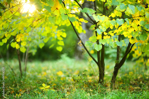 Small tree with green and yellow leaves in the sunlight