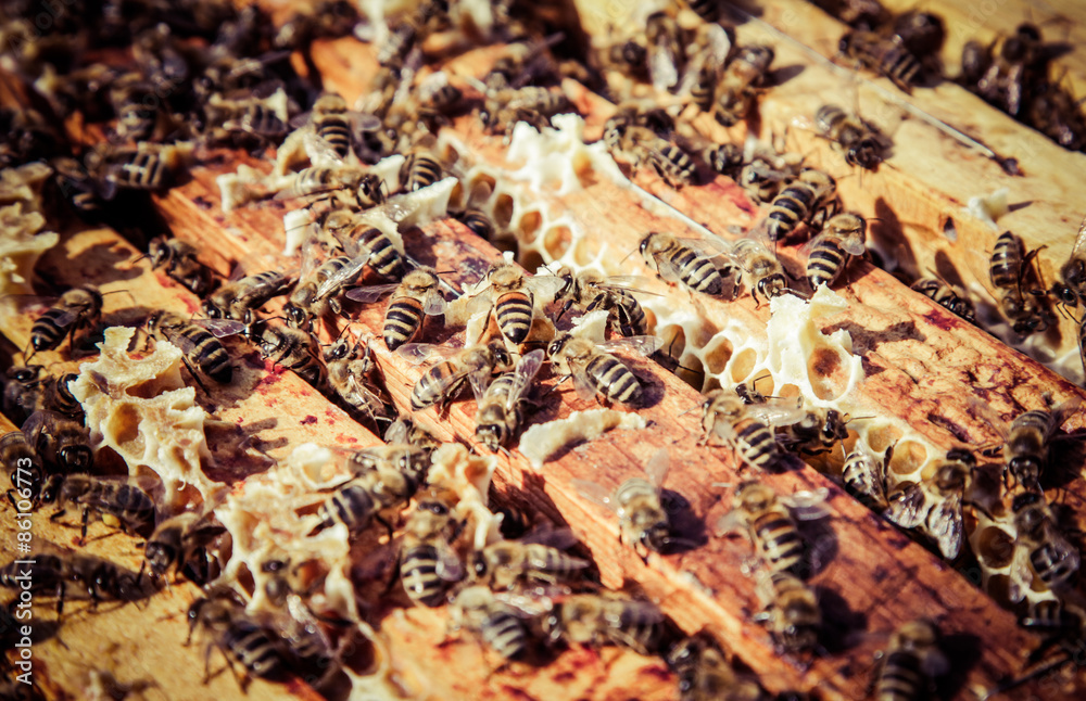 Beekeeping Beekeeping