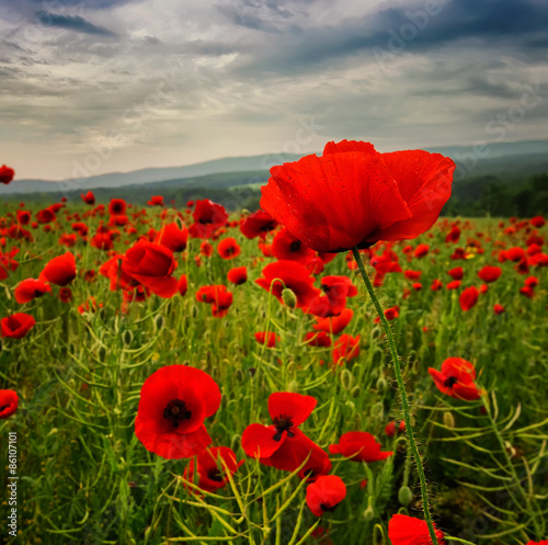 Poppy field © Jess_Ivanova