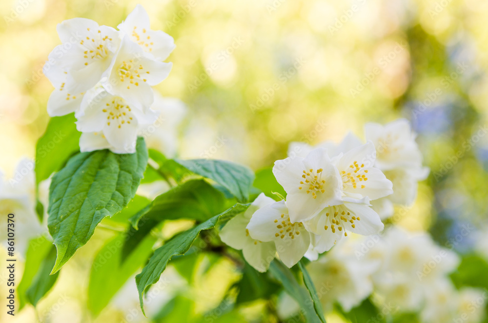 Obraz premium Blooming jasmine bush, close-up