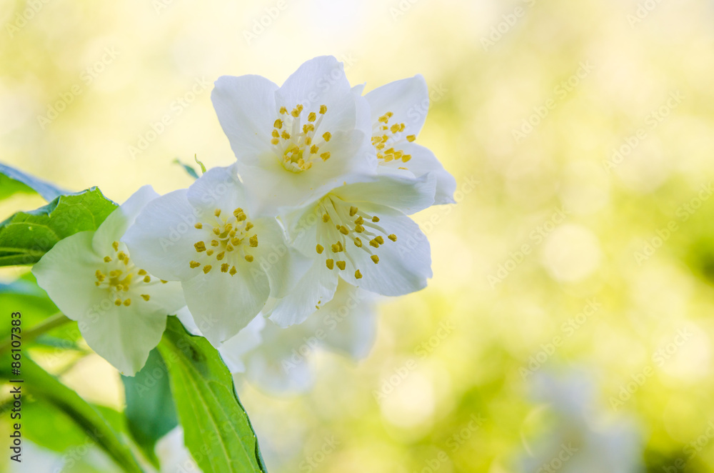 Blooming jasmine bush, close-up Blooming jasmine bush, close-up