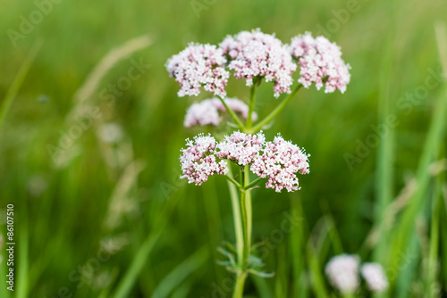 Soft pink blooming valerian  plant