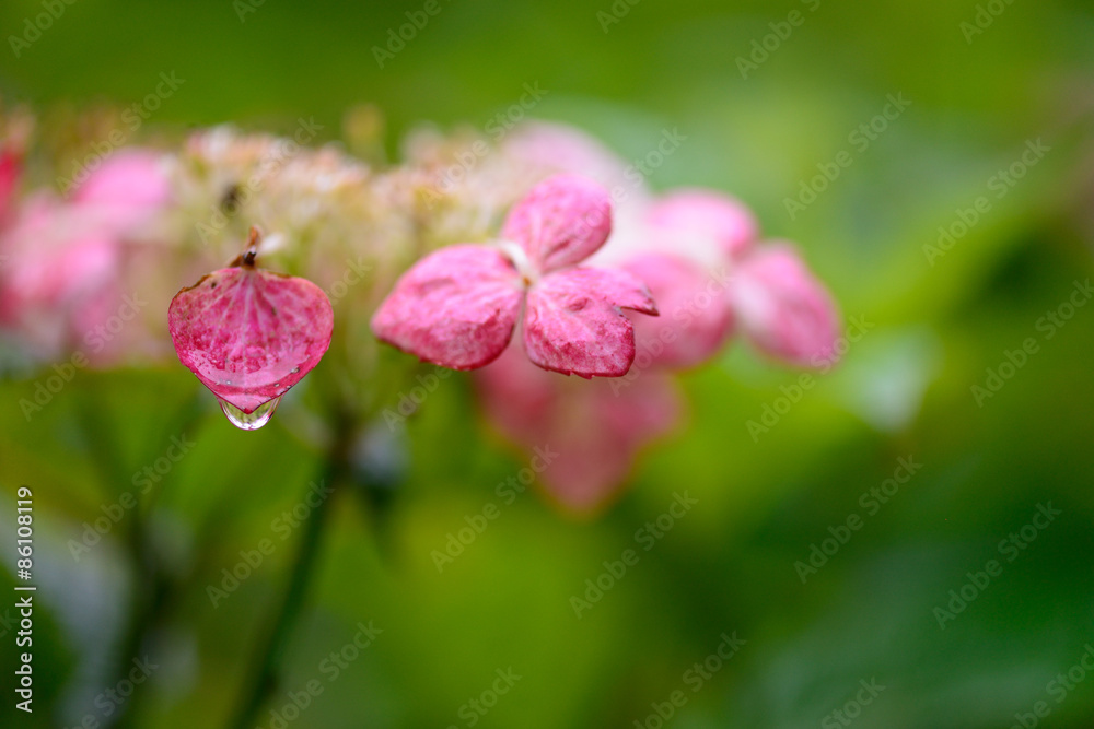 Obraz premium アジサイの花びらから水滴