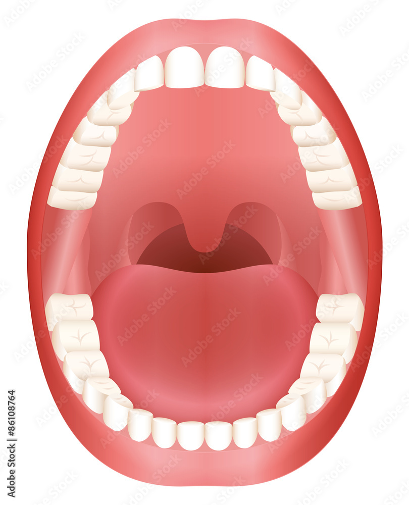 Teeth - open adult mouth model with upper and lower jaw and its thirty-six permanent teeth. Abstract isolated vector illustration on white background. Teeth - open adult mouth model with upper and lower jaw and its thirty-six permanent teeth. Abstract isolated vector illustration on white background.