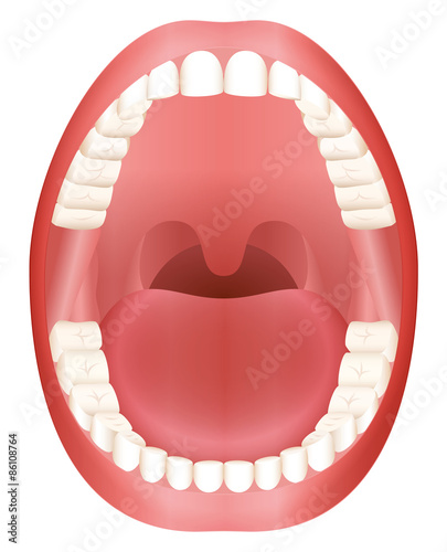 Teeth - open adult mouth model with upper and lower jaw and its thirty-six permanent teeth. Abstract isolated vector illustration on white background. photo