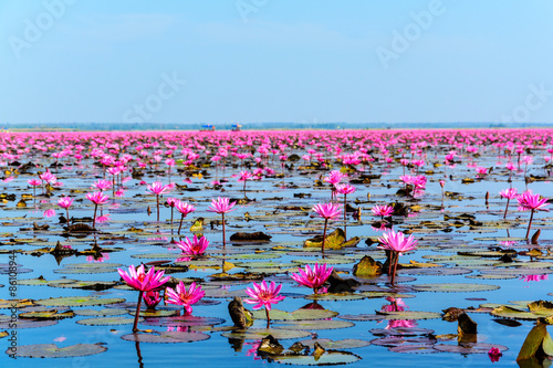 Sea of pink lotus in Udon Thani, Thailand photo