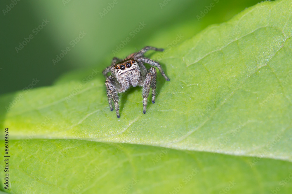 Naklejka premium Паук-скакун