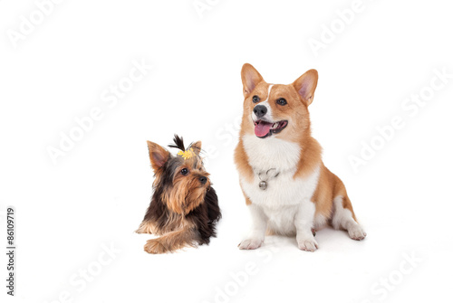 Corgi dog and Yorkshire Terrier dog
