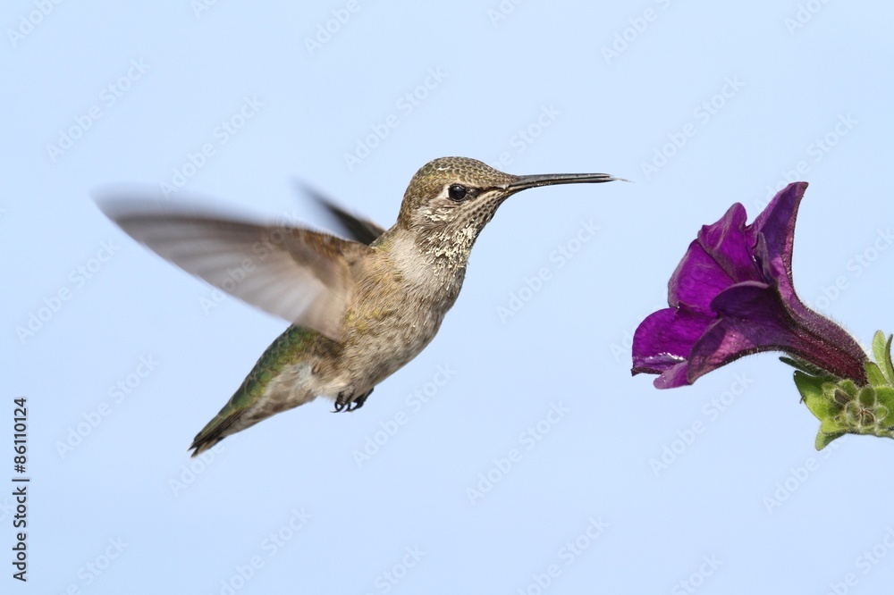 Fototapeta premium Annas Hummingbird (Calypte anna)