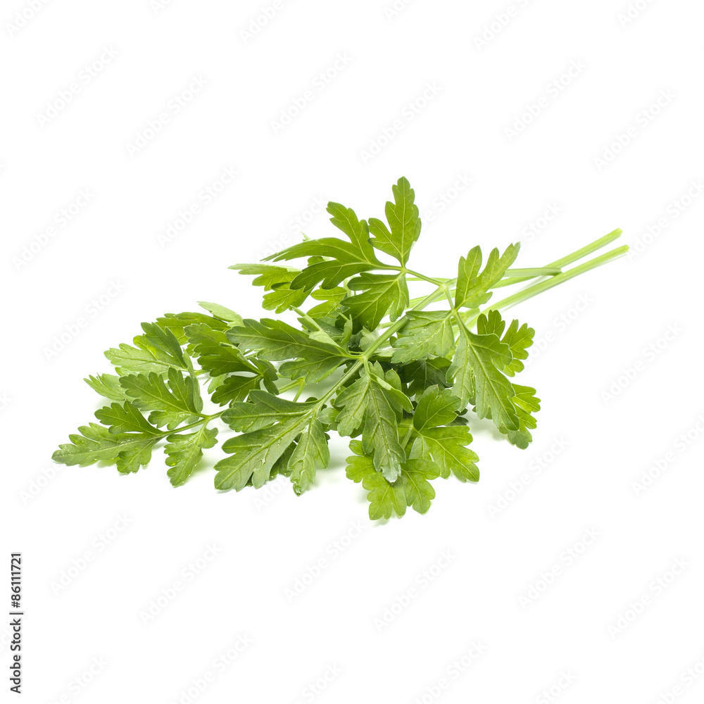Bunch of fresh green parsley on white background Bunch of fresh green parsley on white background